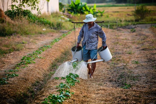 watering the garden